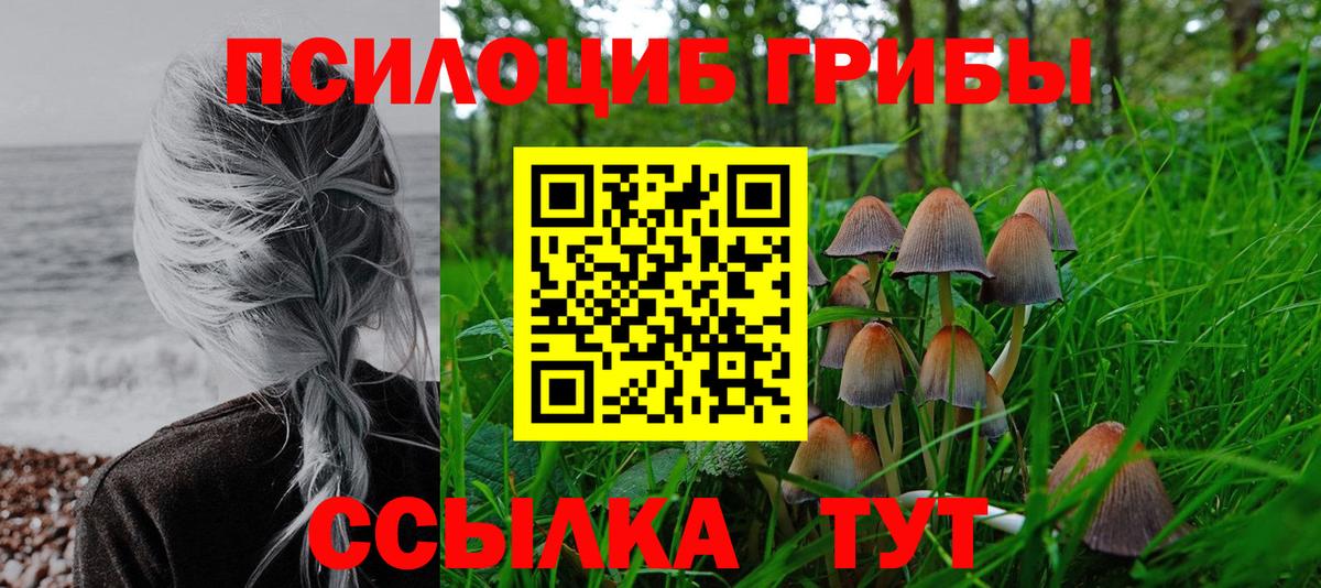 Псилоцибиновые грибы Psilocybine cubensis Елабуга